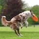 Frisbee TRIXIE DOG ACTIVITY