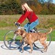 Dogs leash TRIXIE on bike