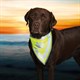 Bandana for dogs TRIXIE S / M 29 - 42 cm