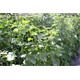Síť na rostliny AGRO Marnet 1,2x5m