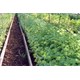 Síť na rostliny AGRO Marnet 1,8x5m