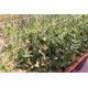 Síť na rostliny AGRO Marnet 1,8x5m