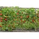 Síť na rostliny AGRO Marnet 1,8x10m