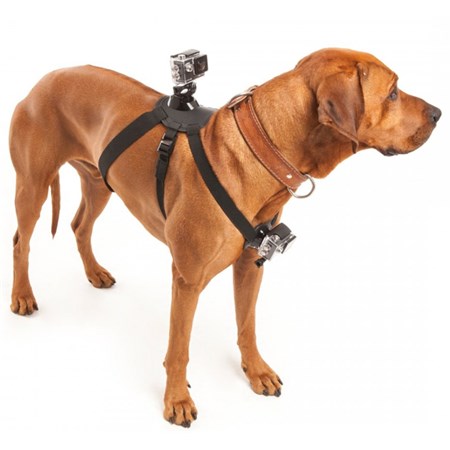 Držák kamery 4L na psa