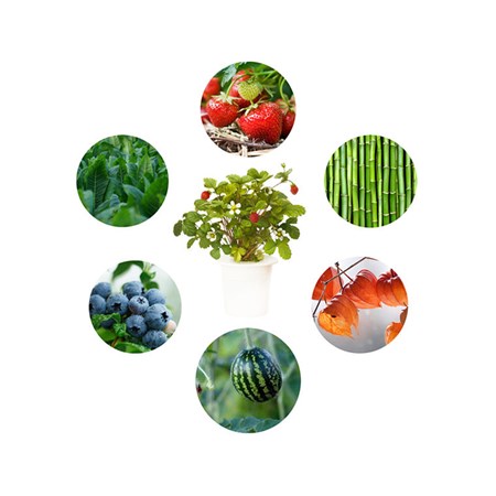 Caps SMART GARDEN EXPERIMENTAL different types of herbs